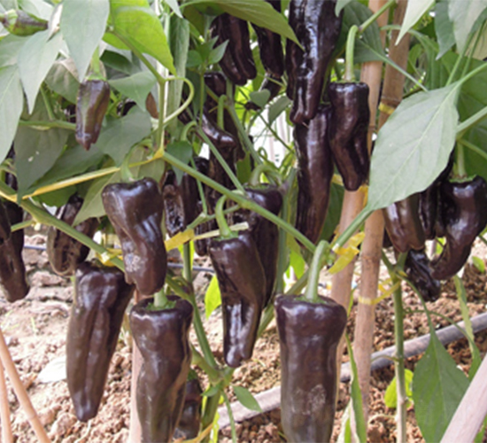 �K�ʽ�1̖-�����N��-���߷N��