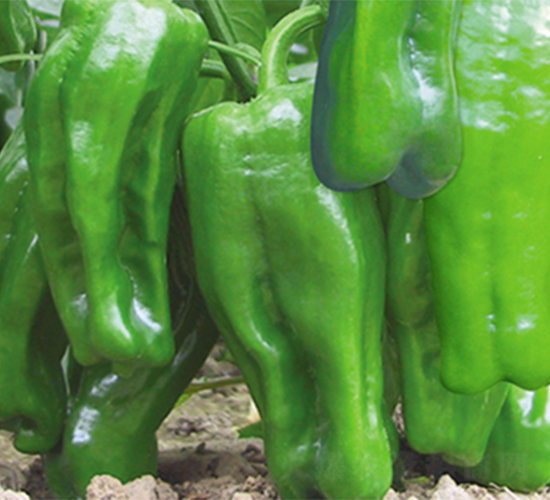 �K��11̖-�����N��-���߷N��