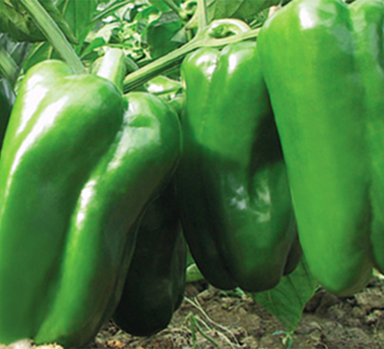 �K��13̖-�����N��-���߷N��