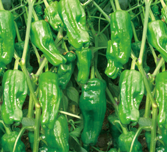 �K��16-�����N��-���߷N��