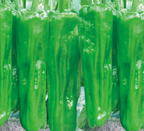 �K�����717-�����N��-���߷N��