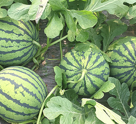 �����A5̖-���ϷN��-���߷N��