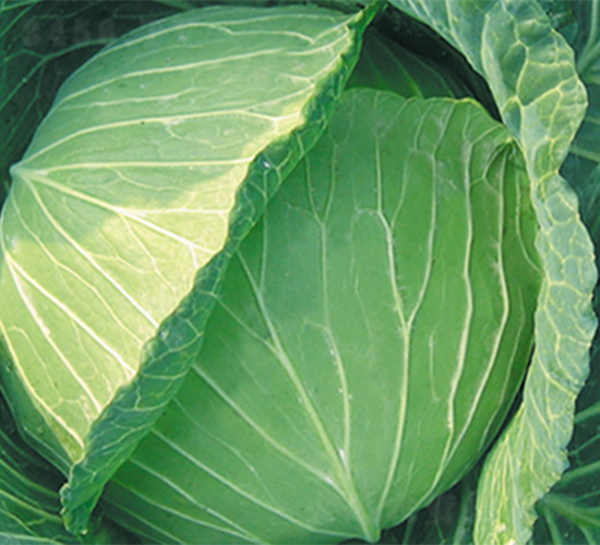 ����-���{�N��-���߷N��