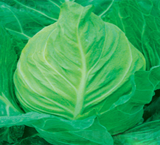 ����-���{�N��-���߷N��