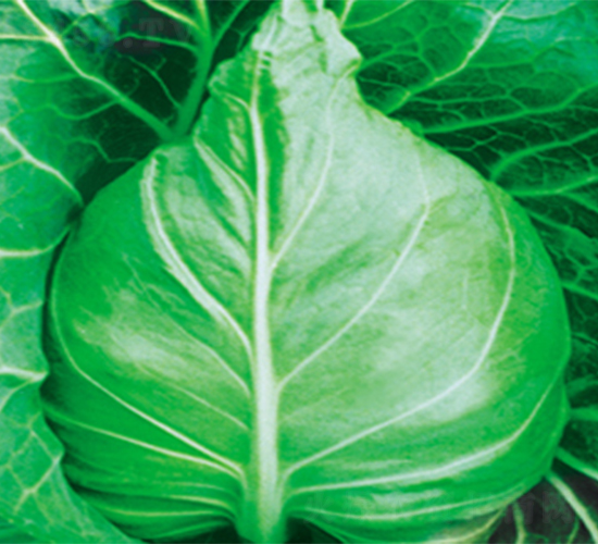 ���S007-���{(l��n)�N��-���߷N��