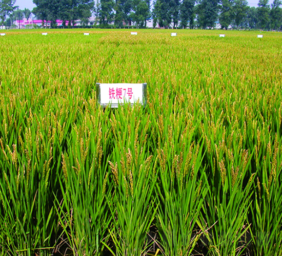 �F��7̖(h��o)-ˮ���N��-�F�зN�I(y��)