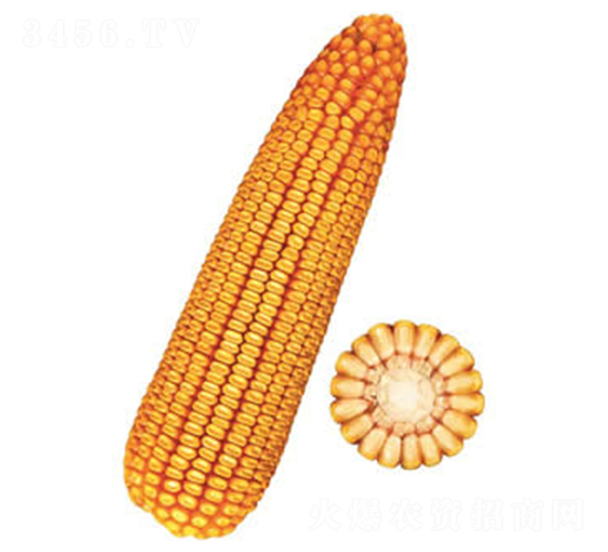 �F��25̖(h��o)-���׷N��-�F�зN�I(y��)