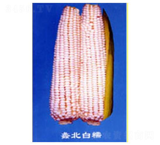 󻱱��Ŵ-Ŵ���׷N��-���