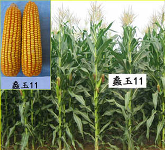 ���11̖(h��o)-���׷N��-���