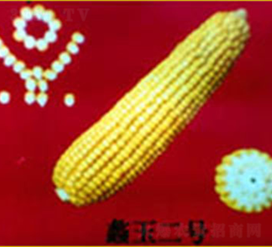 ���2̖-���׷N��-���