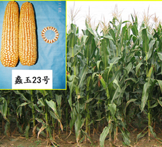 ���23̖-���׷N��-���