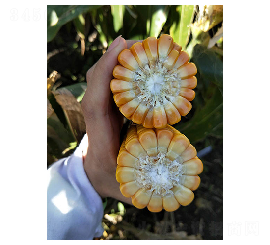 ���101-���׷N��-���