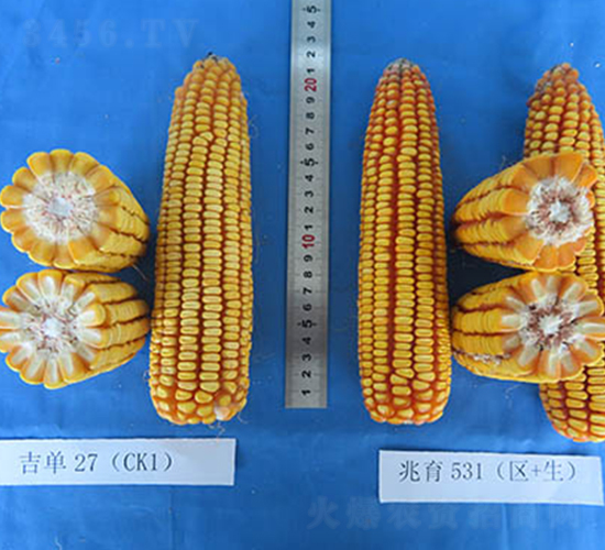 ����531-���׷N��-���