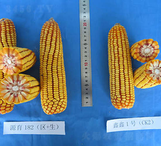 Դ��182-���׷N��-���