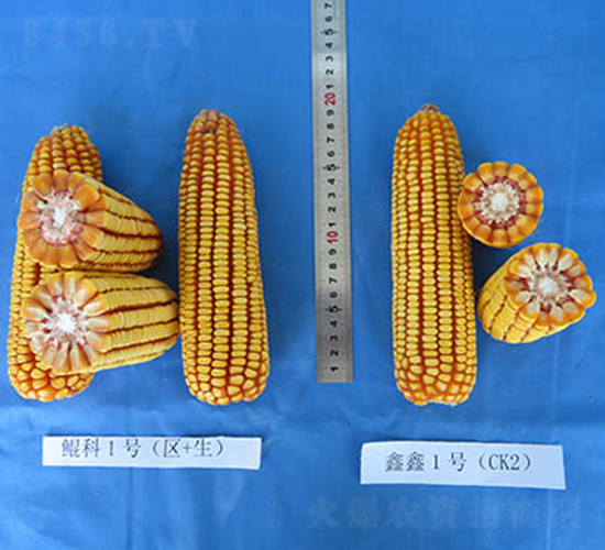 �H��1̖(h��o)-���׷N��-���