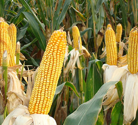 ���16̖(h��o)-���׷N��-���