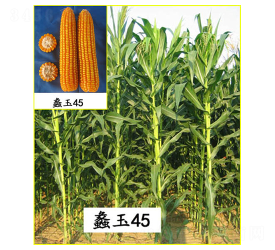 ���45̖(h��o)-���׷N��-���