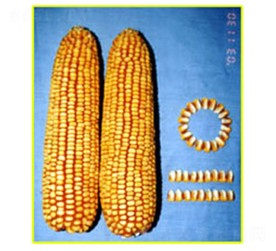 ���13̖-���׷N��-���