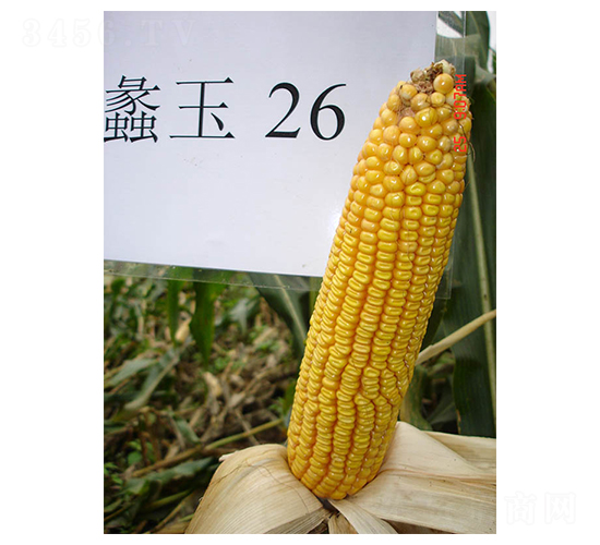 ���26̖-���׷N��-���