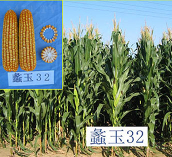 ���32̖-���׷N��-���