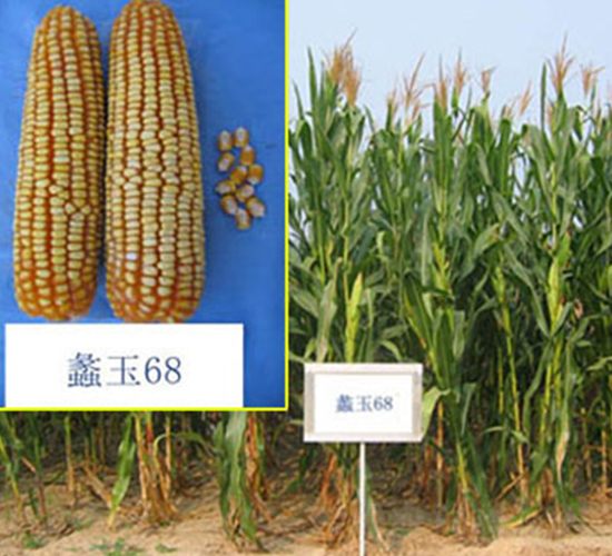 ���68̖-���׷N��-���