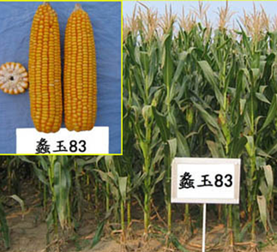 ���83̖-���׷N��-���