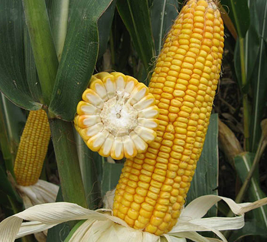 ���88-���׷N��-���