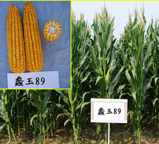 ���89̖-���׷N��-���