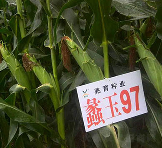 ���97̖-���׷N��-���