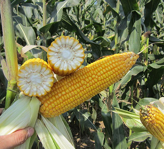 ���31-���׷N��-���