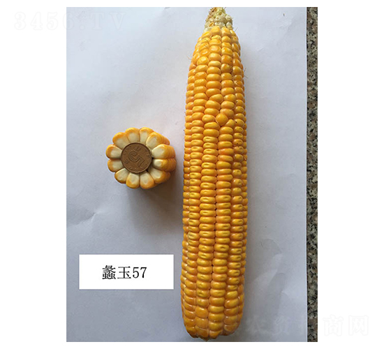 ���57-���׷N��-���