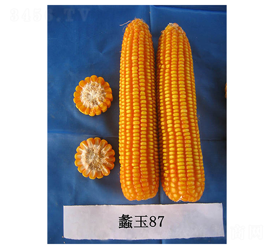 ���87-���׷N��-���