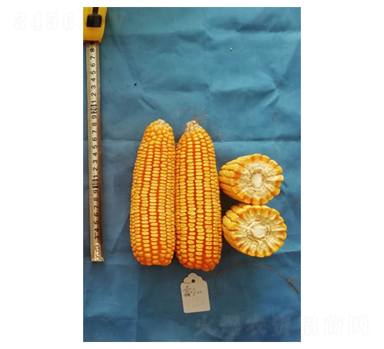 ��22-���׷N��-���