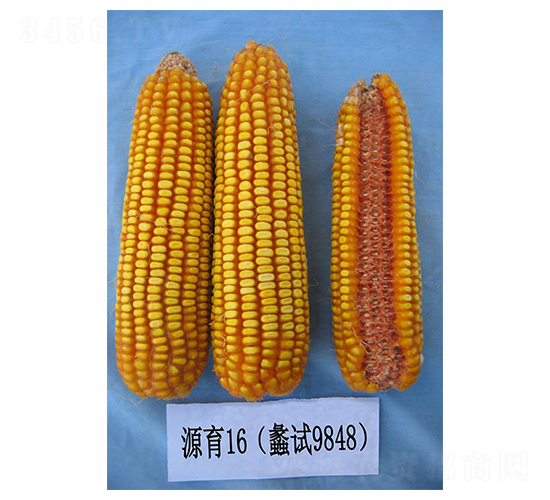 Դ��16-���׷N��-���