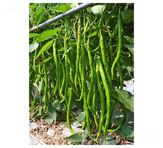 혼�97-�����N��-�����N�I(y��)