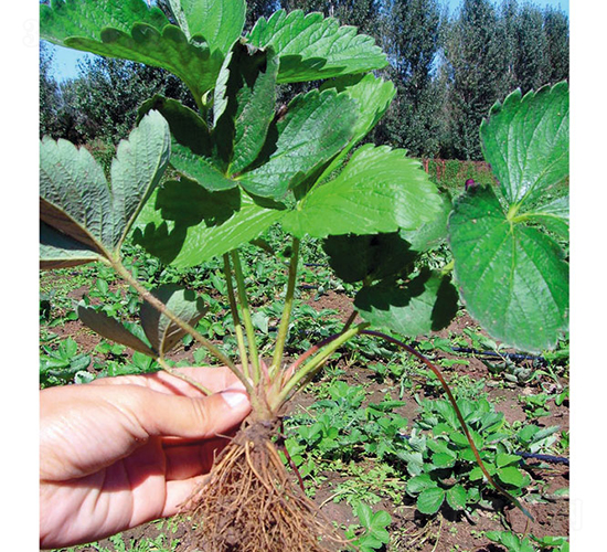 �����-��ݮ�N��-�A�ͷN�I(y��)