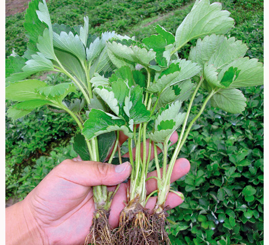 �¼�-��ݮ�N��-�A�ͷN�I(y��)