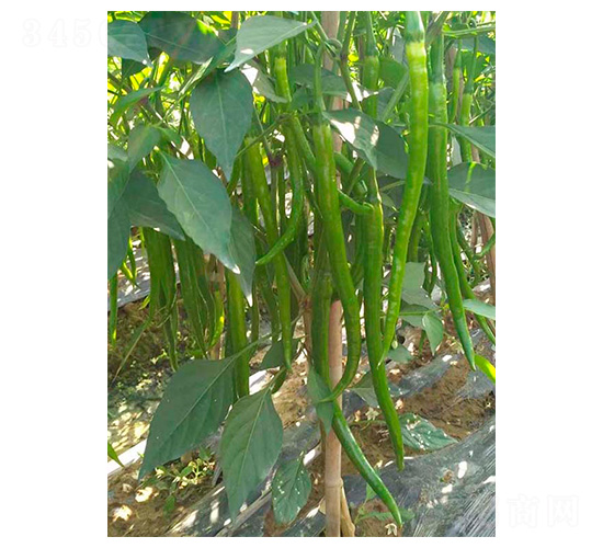 ����19̖(h��o)-�����N��-�����N�I(y��)