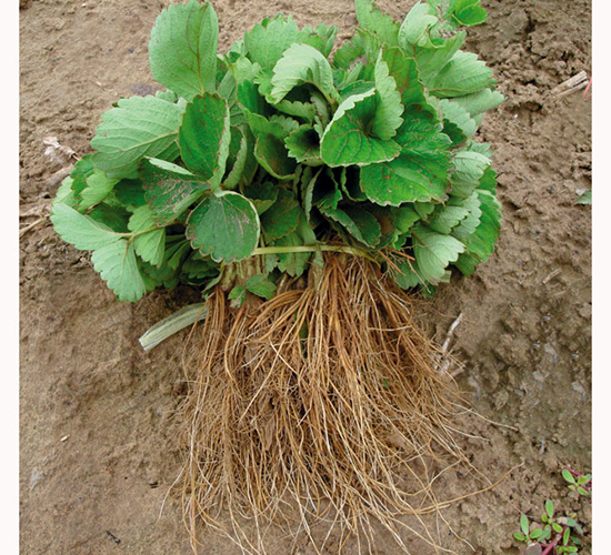 ͯ��һ̖(h��o)-��ݮ�N��-�A�ͷN�I(y��)