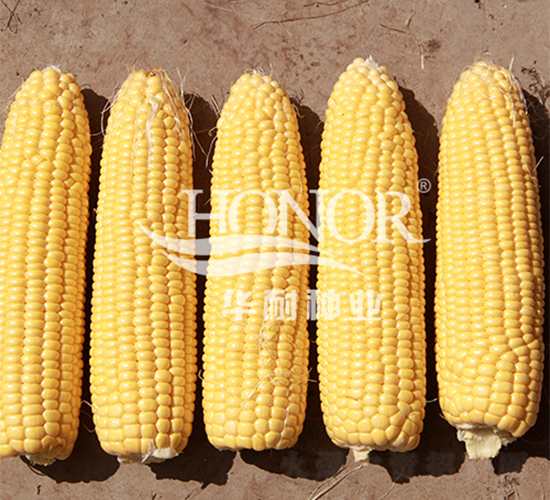 ���r(n��ng)��488-���׷N��-�A�ͷN�I(y��)