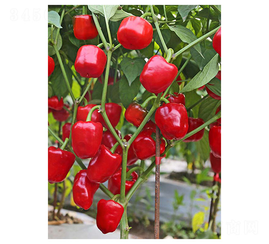 �t���\-�����N��-�����N�I(y��)