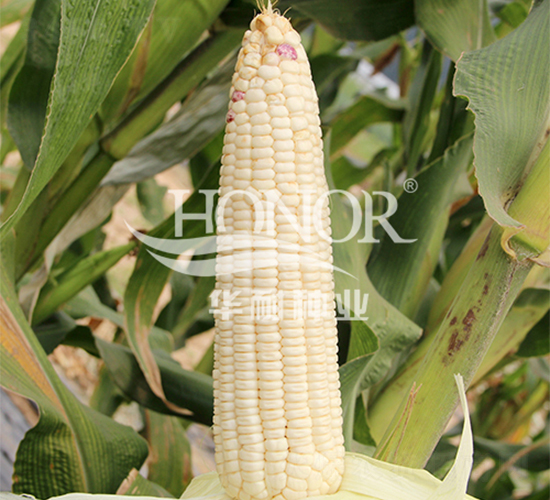 �AŴ��̖(h��o)-���׷N��-�A�ͷN�I(y��)