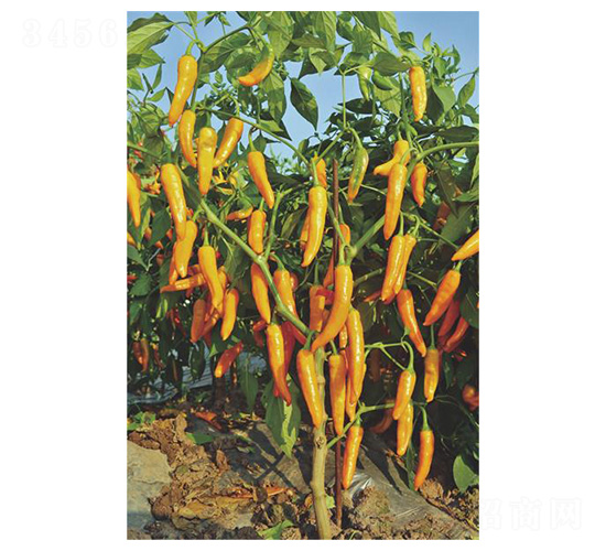 ����465-�����N��-�����N�I(y��)