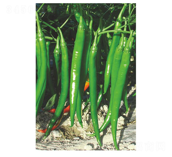 �ֱ62-�����N��-�����N�I(y��)