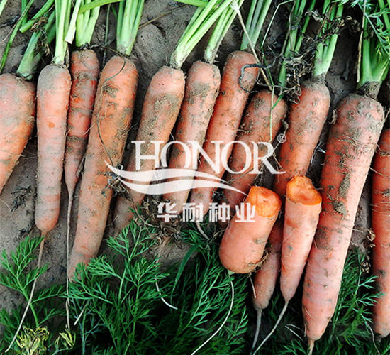 �t��S-�}���N��-�A�ͷN�I(y��)