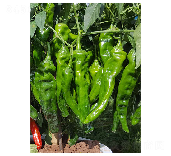 �����-ţ�ǽ��N��-�����N�I(y��)