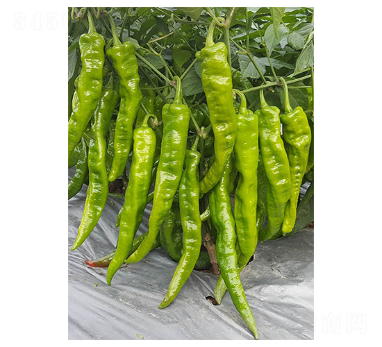 ��ţ��1̖(h��o)-ţ�ǽ��N��-�����N�I(y��)