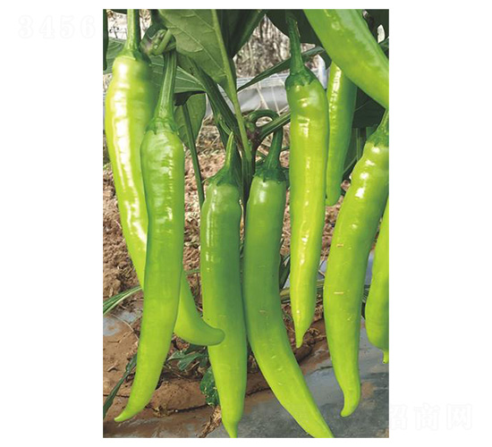 ��̖(h��o)�ʽ�-ţ�ǽ��N��-�����N�I(y��)