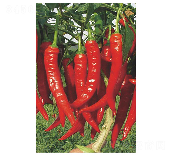 ��t41-ţ�ǽ��N��-�����N�I(y��)