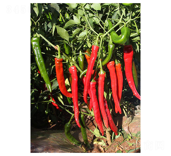 ��t��-�⽷�N��-�����N�I(y��)